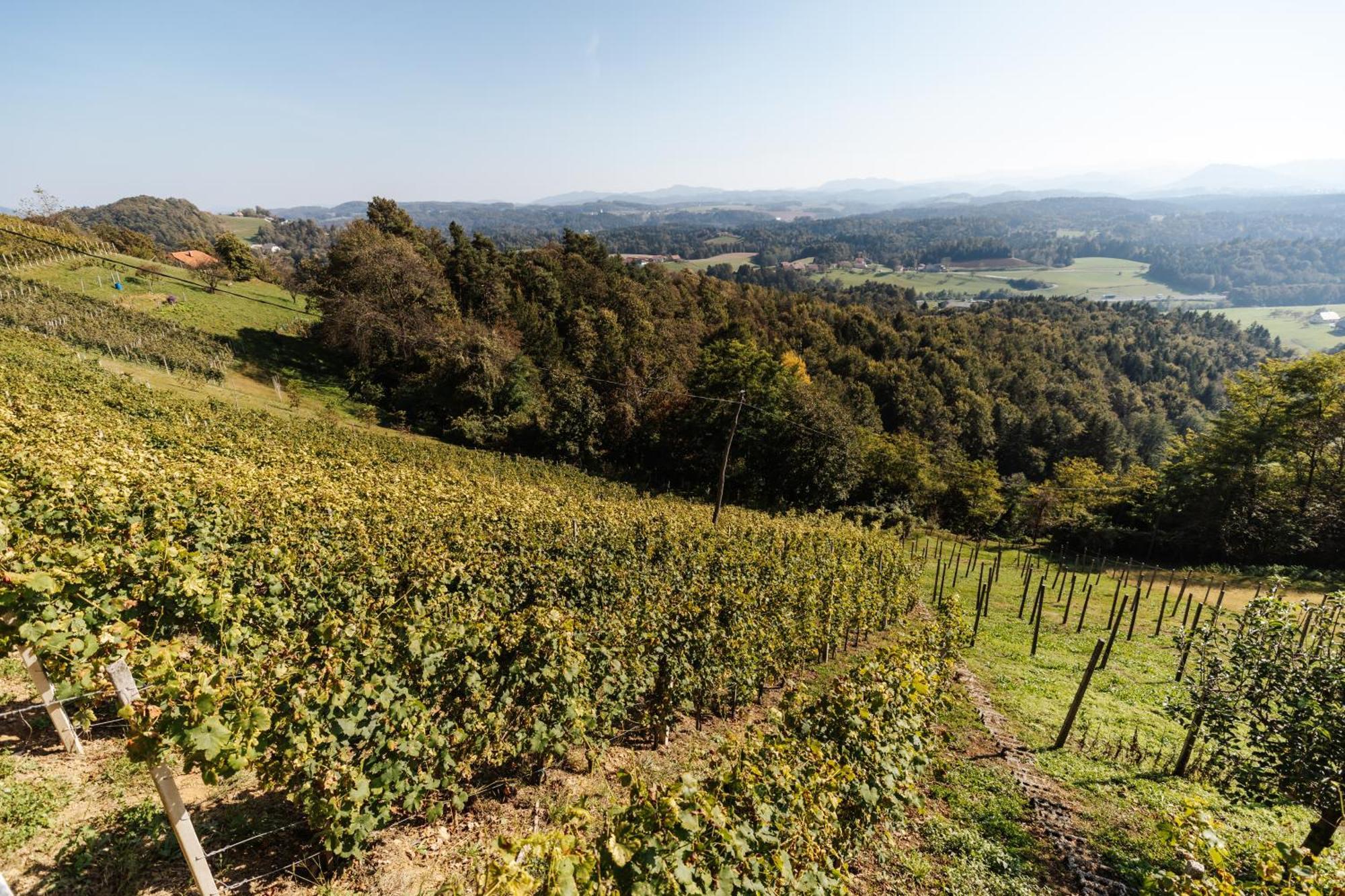 Vineyard Paradise Senica Pensionat Dramlje Eksteriør billede